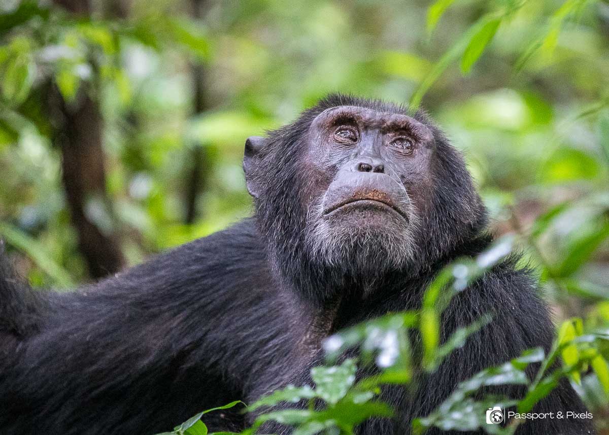 Chimpanzee in Gishwati