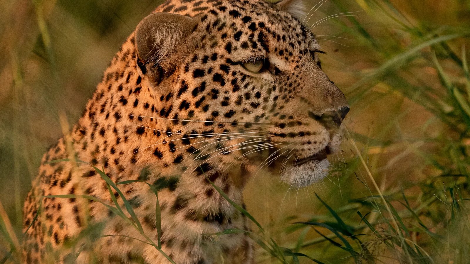 A leopard resting in a tree in South Luangwa National Park, Zambia