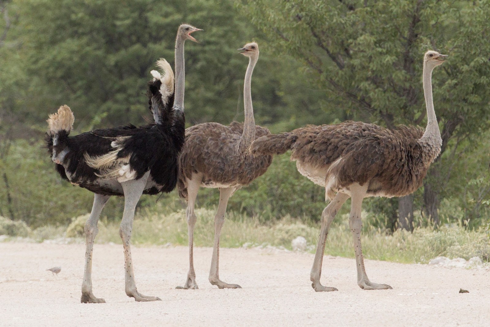 Best Time for a Birding Safari in Africa — Beyond Africa Safaris