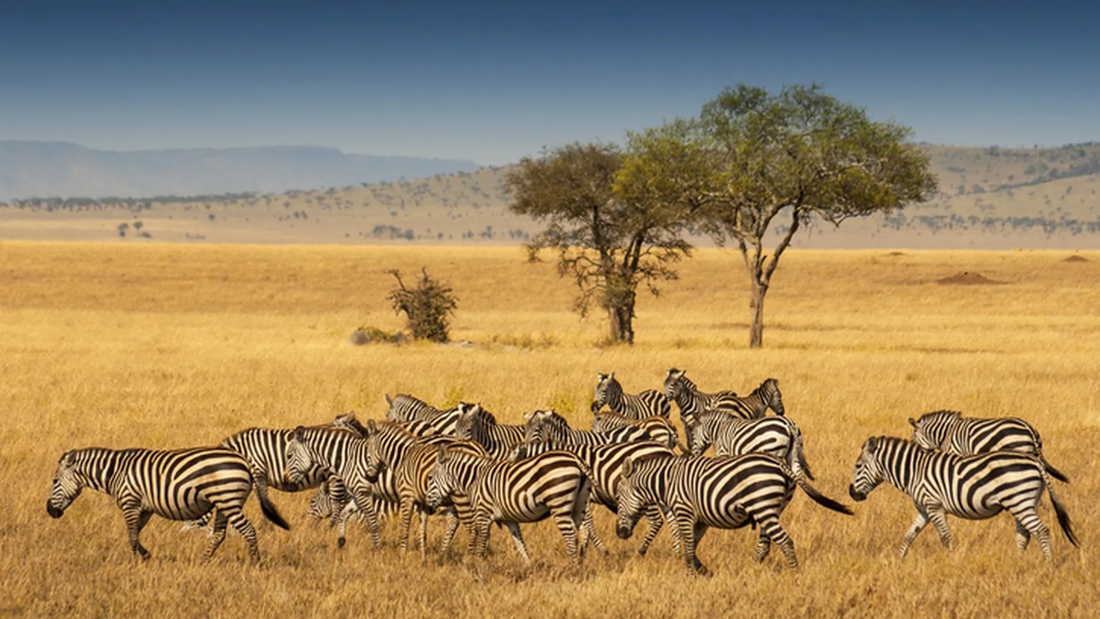 A herd of zebras grazing on the plains of Tarangire beneath a massive baobab tree