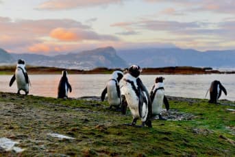 2. Half Day Boulders Penguins and Cape Point Small Group Tour