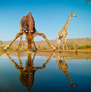 Top African Safari Destinations, South africa