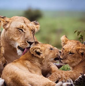 Top African Safari Destinations, Kenya